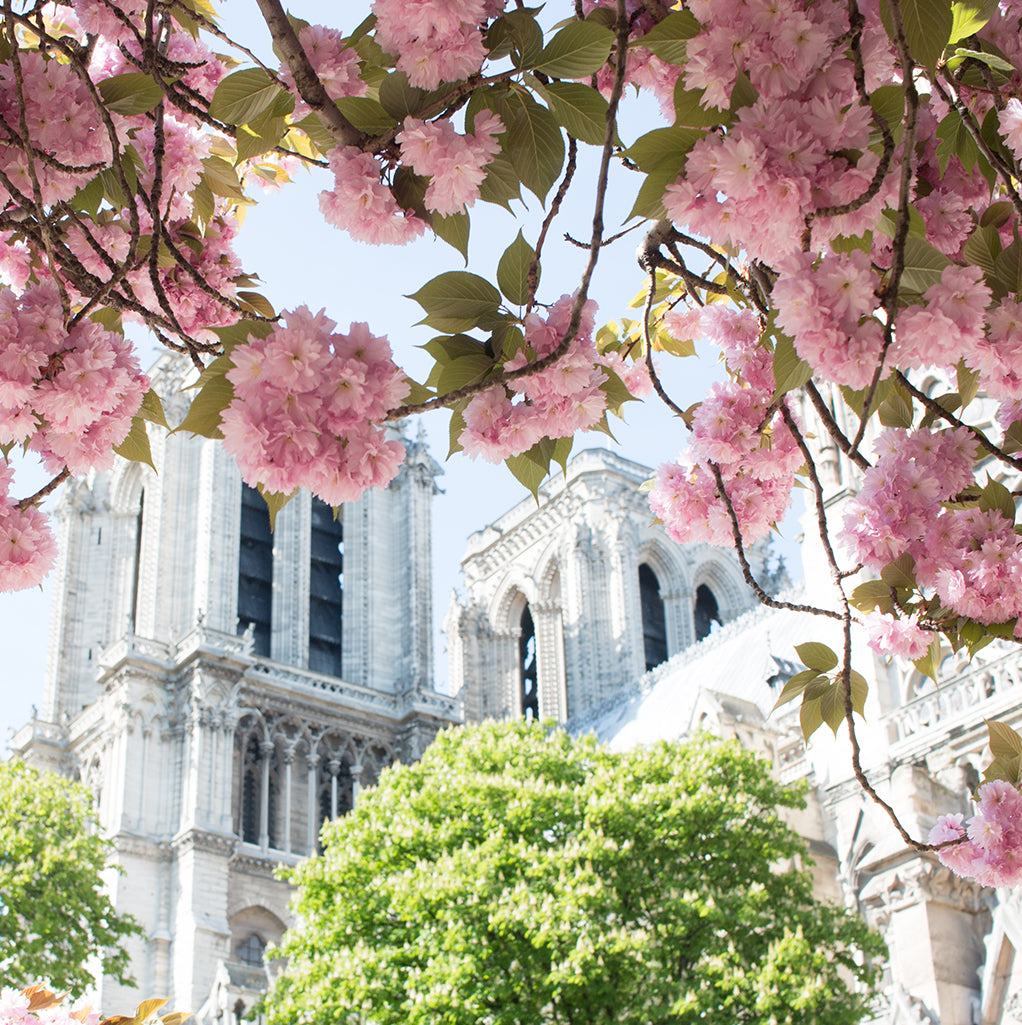 Paris Pink