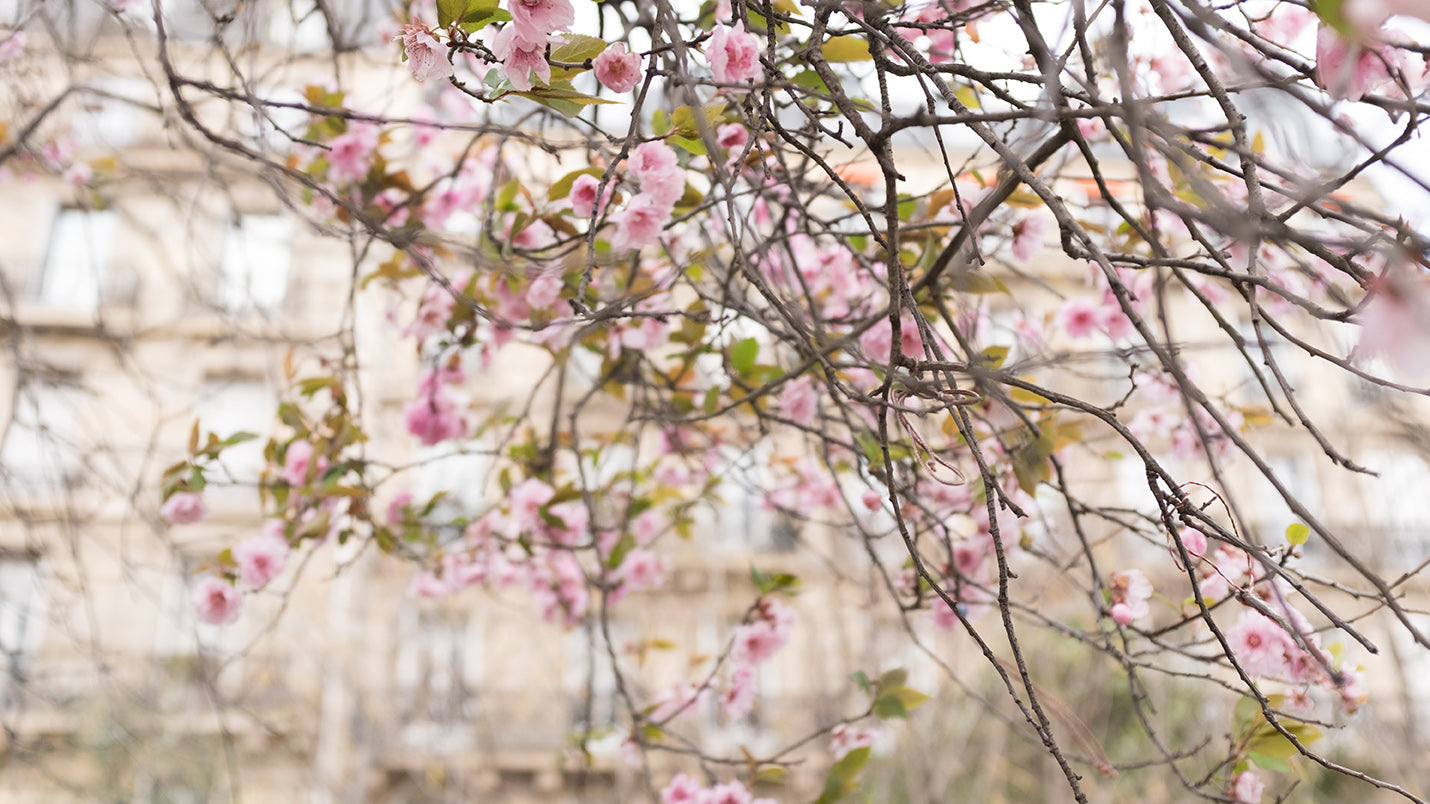 Left Bank Cherry Blossom Season in Paris - Every Day Paris 