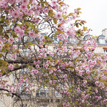Left Bank Blossom Season in Paris - Every Day Paris