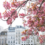 Seine Cherry Blossoms in Bloom - Every Day Paris