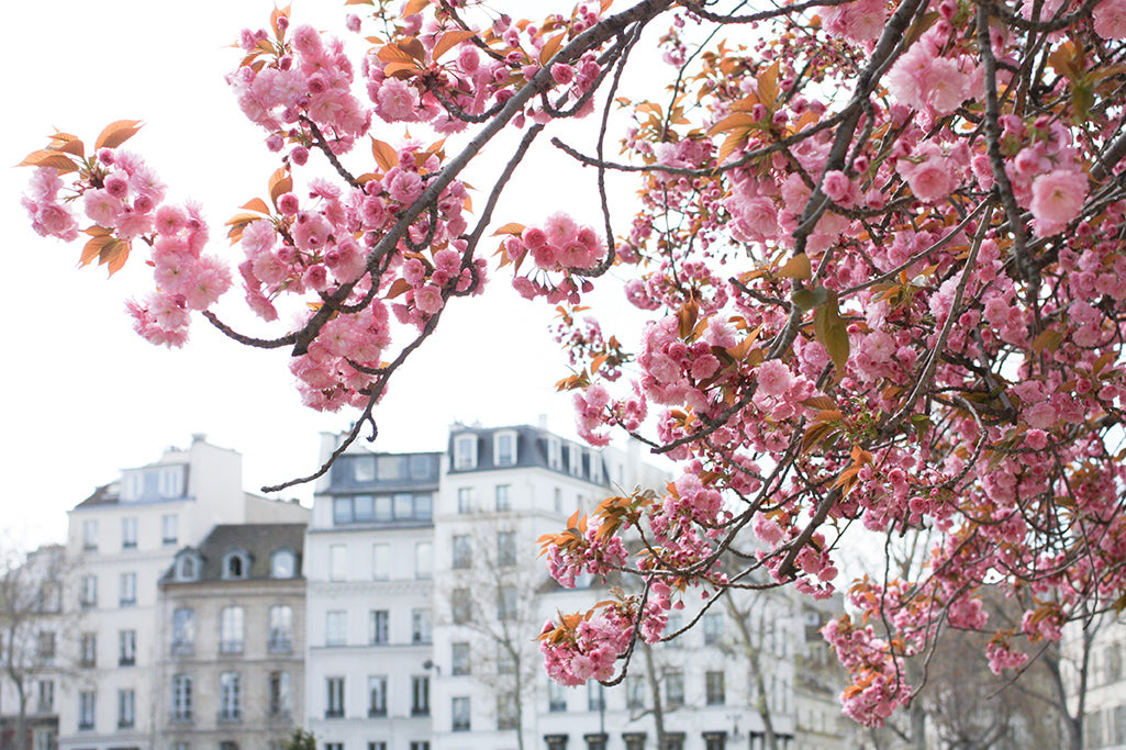 Seine Cherry Blossoms in Bloom - Every Day Paris