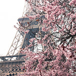 Paris Print Set of 3 in Pink - Every Day Paris