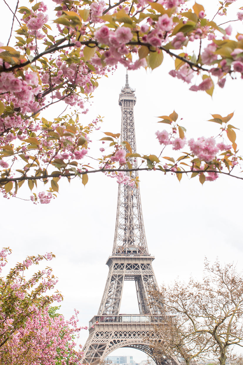 Spring Cherry Blossoms at The Eiffel Tower - Every Day Paris