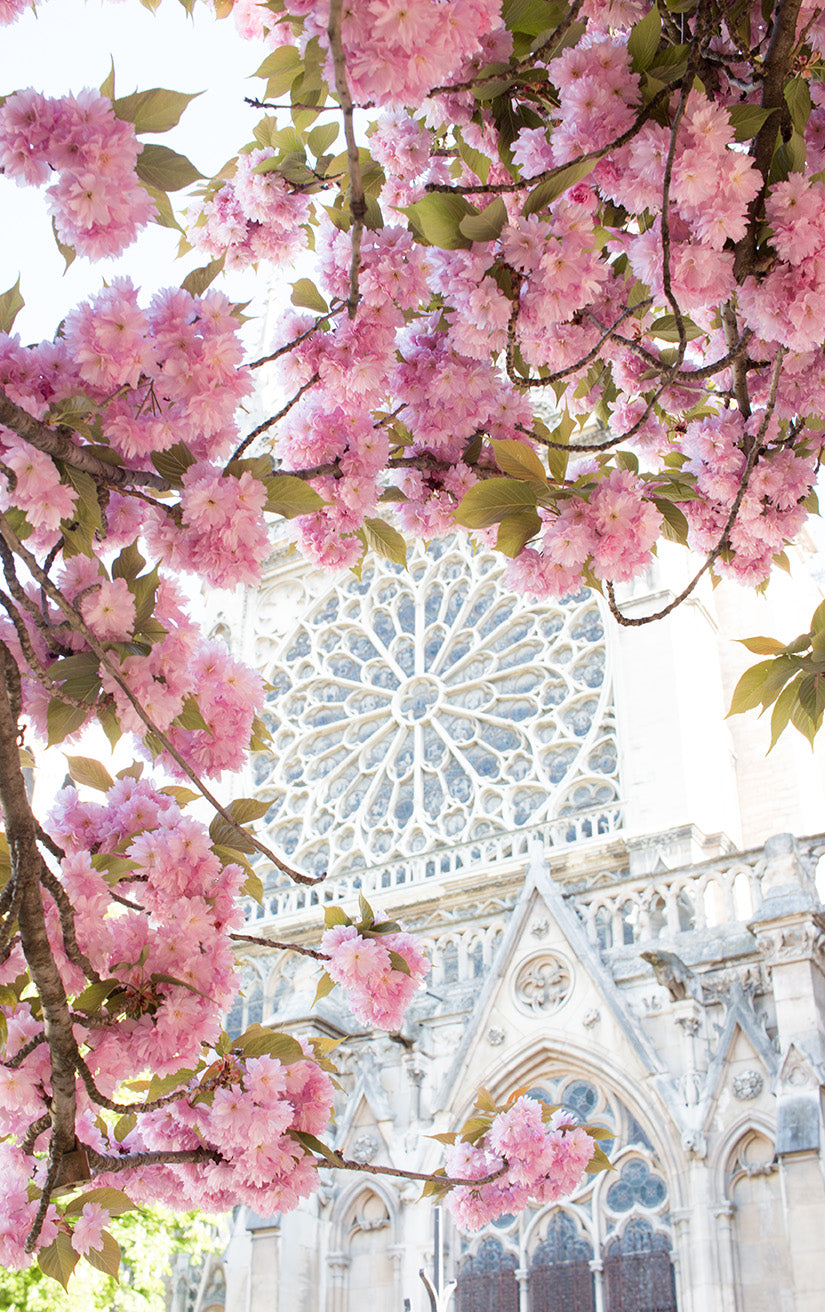 Paris in Bloom Cherry Blossom Season Notre Dame - Every Day Paris
