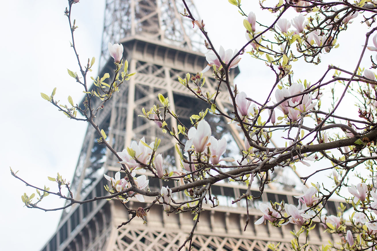 Eiffel Tower in Bloom with Magnolias - Every Day Paris