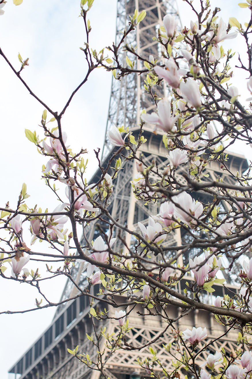 Spring Eiffel Tower in Bloom with Magnolias - Every Day Paris