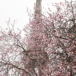 First Signs of Spring on the Champs de Mars - Every Day Paris