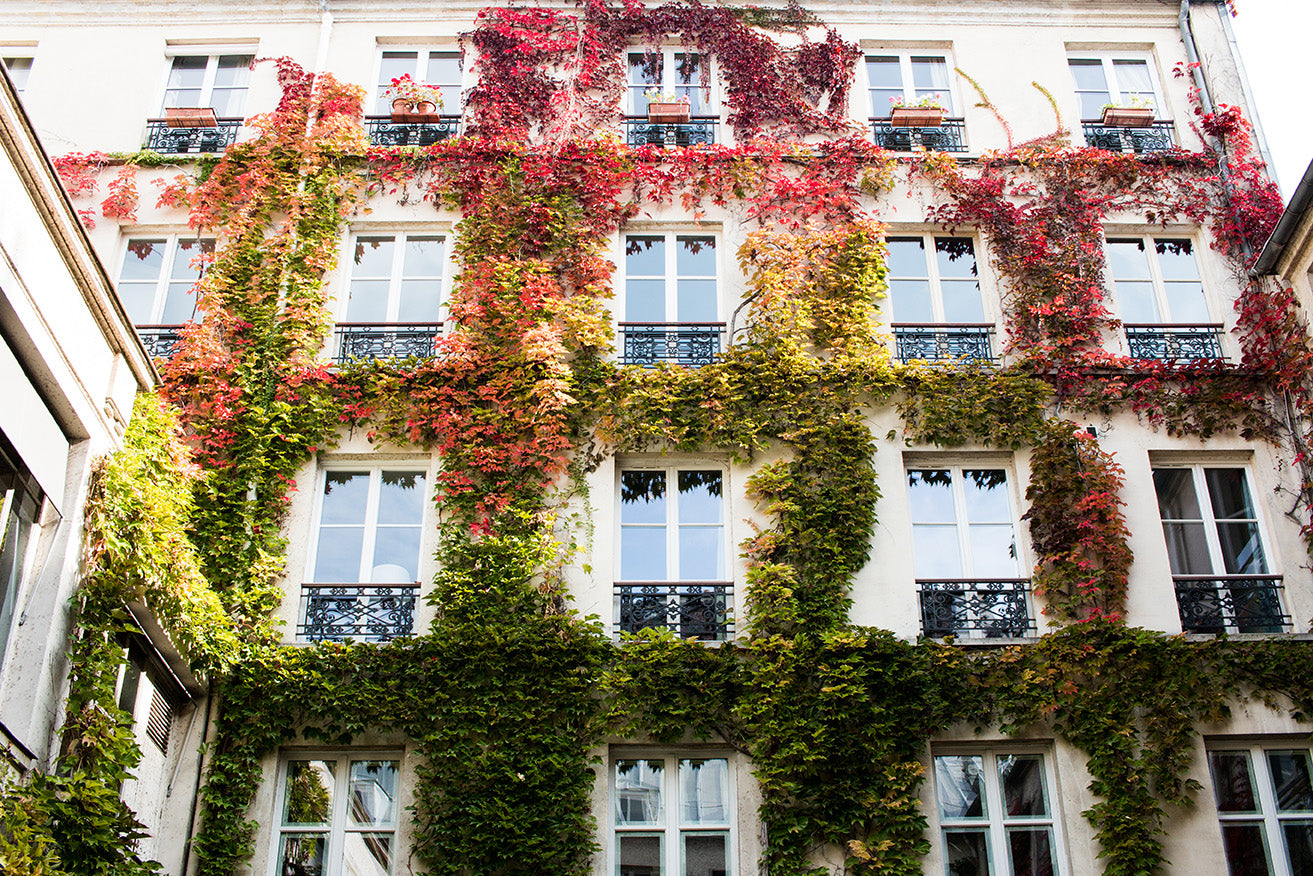 Autumn Ivy in Paris - Every Day Paris