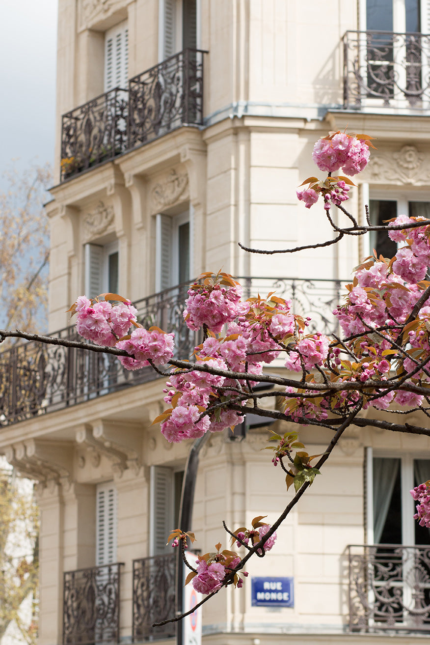 Cherry Blossoms on Rue Monge - Every Day Paris