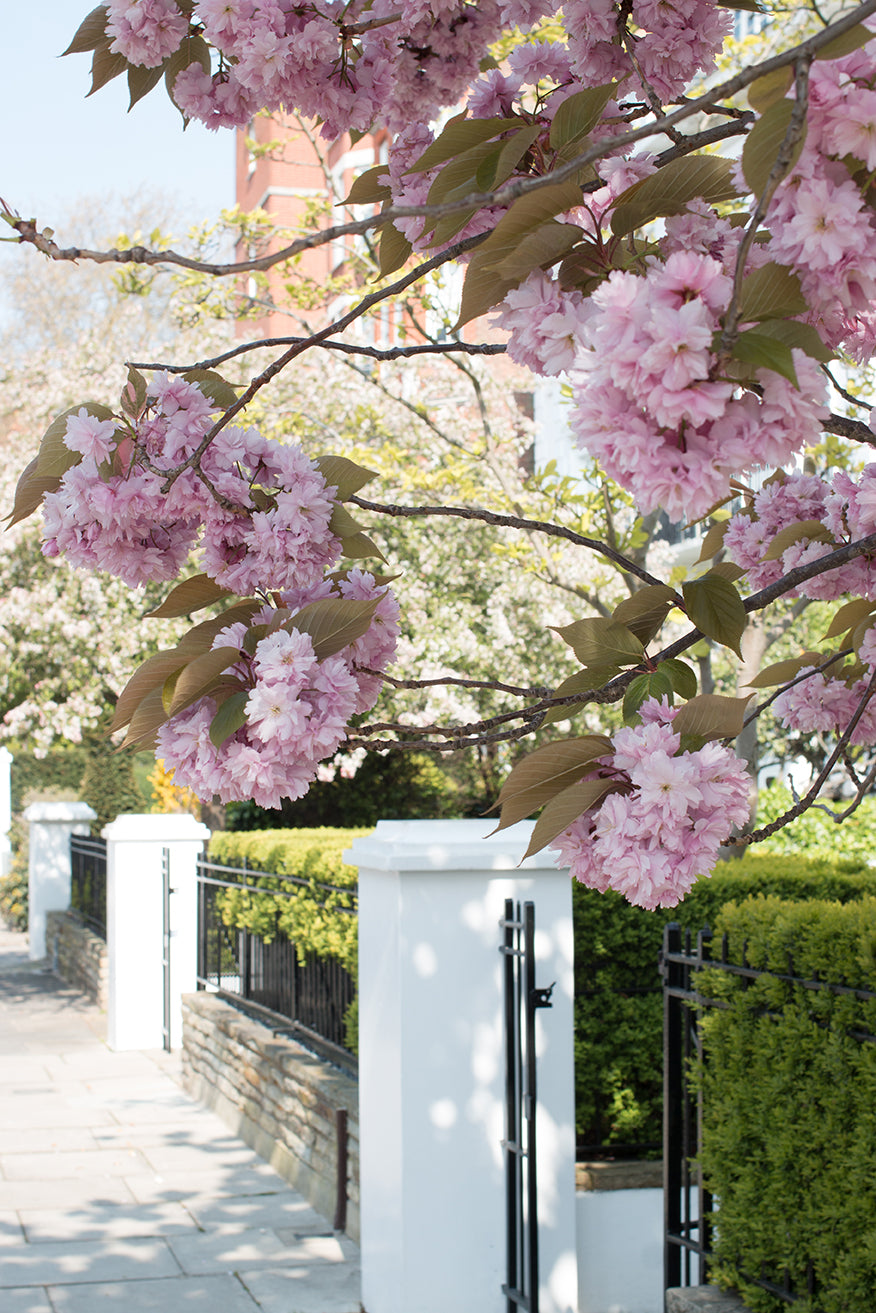 London in Bloom - Every Day Paris