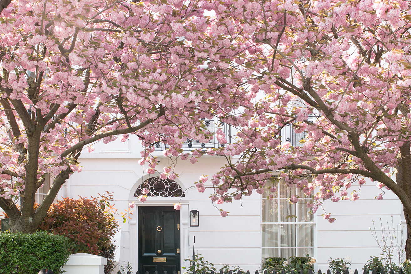 Blossom Season in London - Every Day Paris