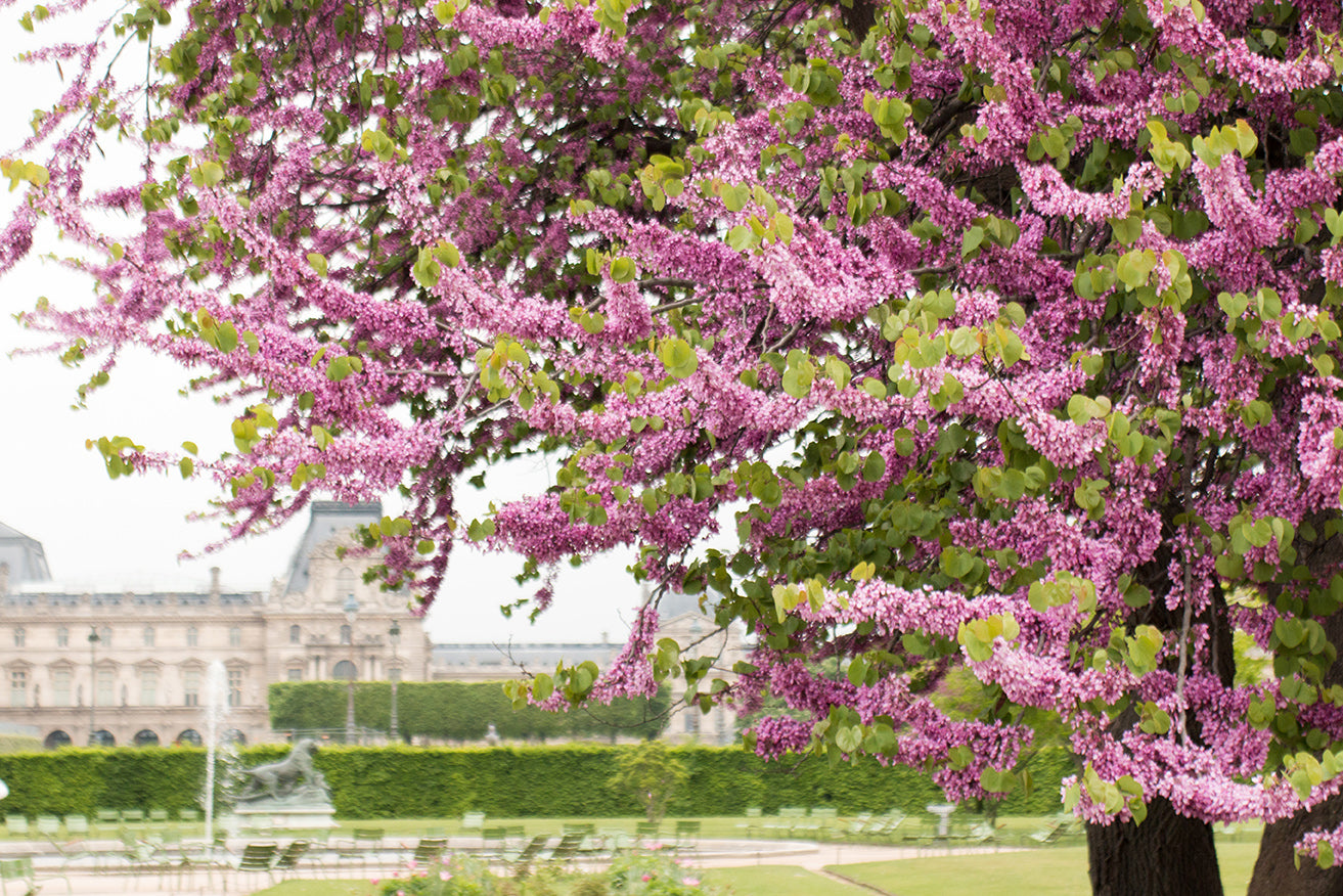 Spring Walk in The Tuileries - Every Day Paris