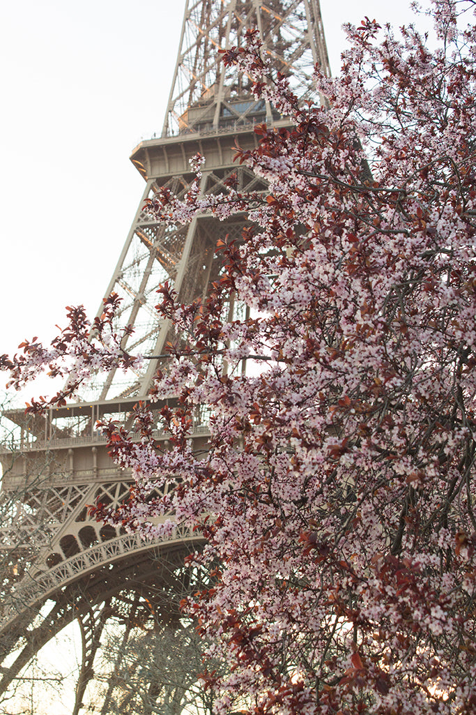 Spring Blooms at the Eiffel Tower - Every Day Paris
