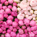 Peony Season in Paris - Every Day Paris