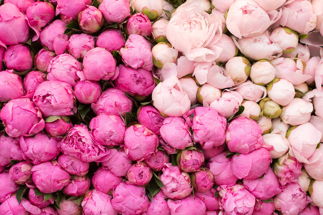 Peony Season in Paris - Every Day Paris