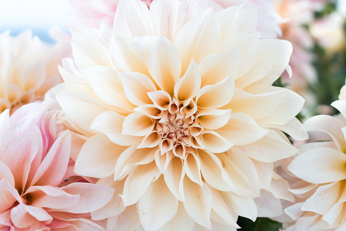 Baby Pink and Cream Dahlia - Every Day Paris