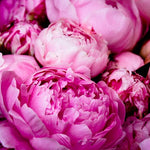 Fragrant Bright Pink Peonies - Every Day Paris