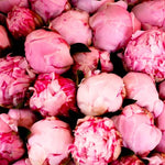 Pink Peonies in Southern France - Every Day Paris