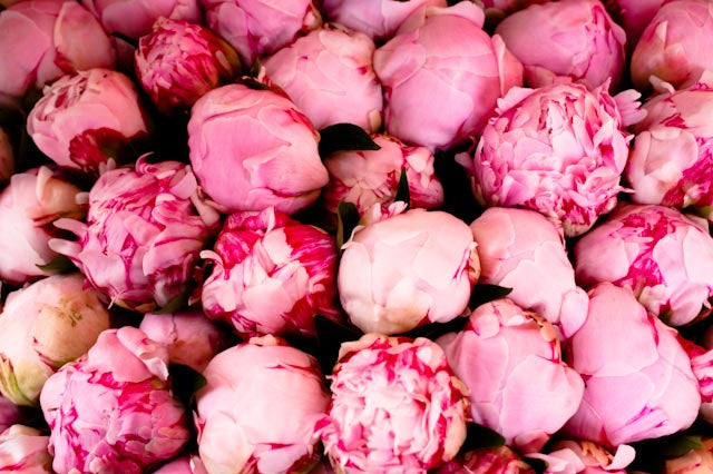 Pink Peonies in Southern France - Every Day Paris