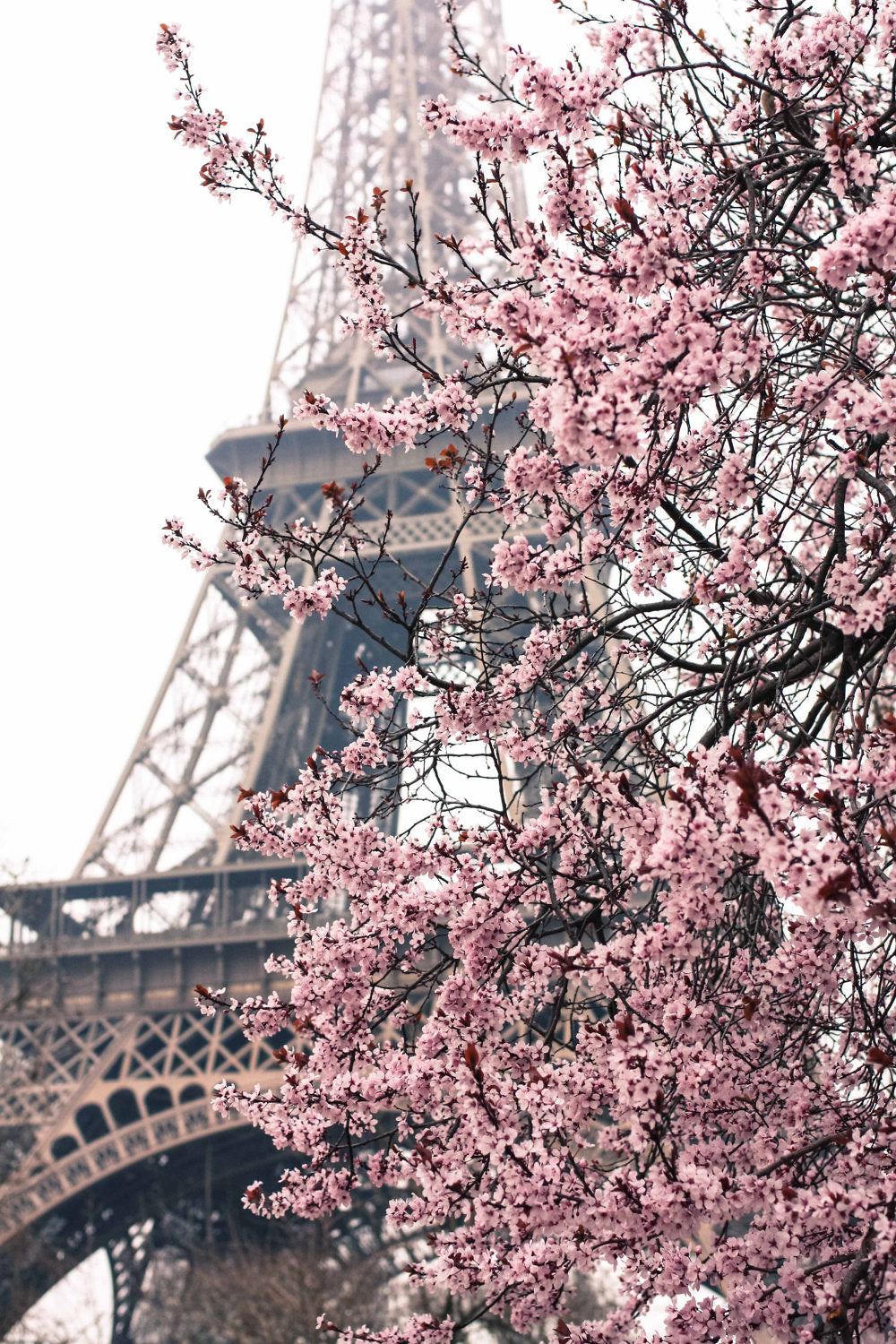 Pink Cherry Blossoms in front of the Eiffel Tower - Every Day Paris 