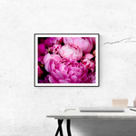 Fragrant Bright Pink Peonies - Every Day Paris