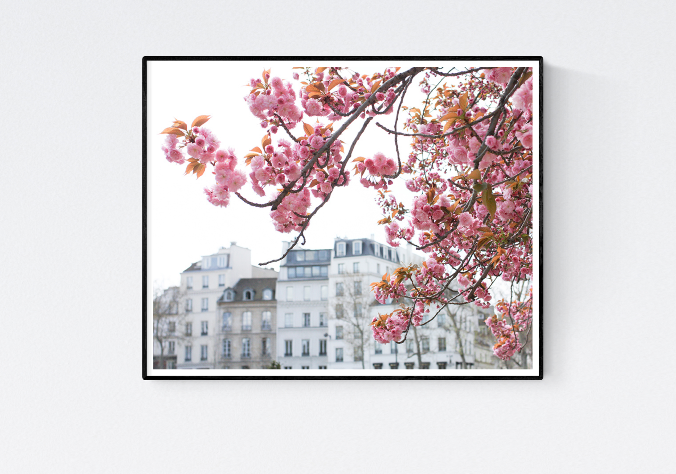 Seine Cherry Blossoms in Bloom - Every Day Paris
