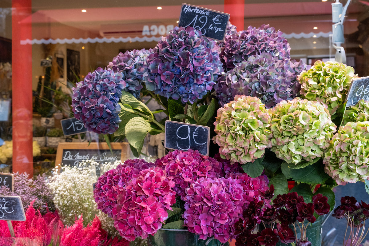 Fall Hydrangeas in Paris