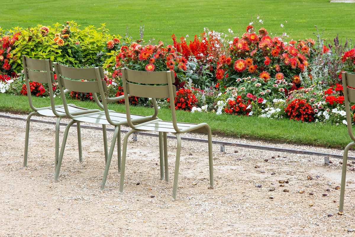 Red Dahlias in Luxembourg Gardens