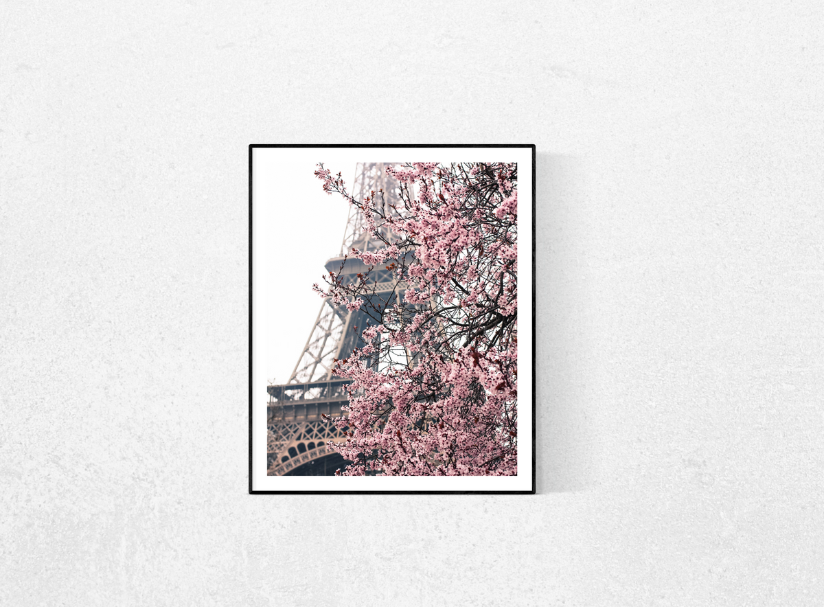 Pink Cherry Blossoms in front of the Eiffel Tower - Every Day Paris 