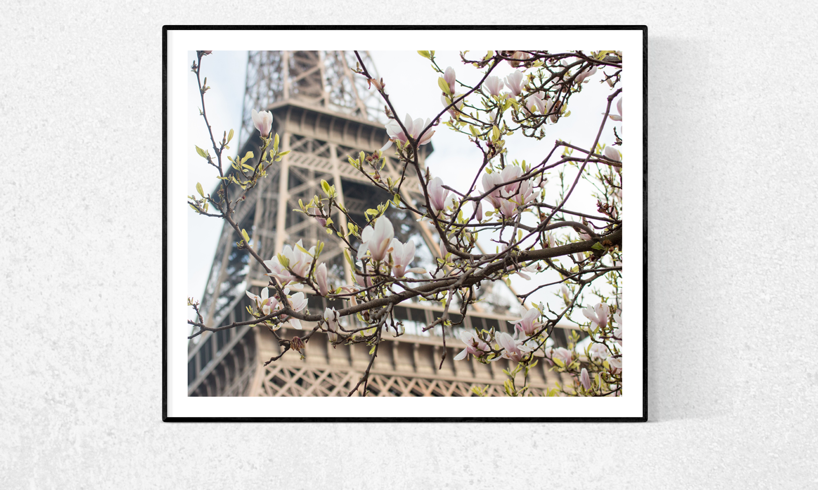 Eiffel Tower in Bloom with Magnolias - Every Day Paris 