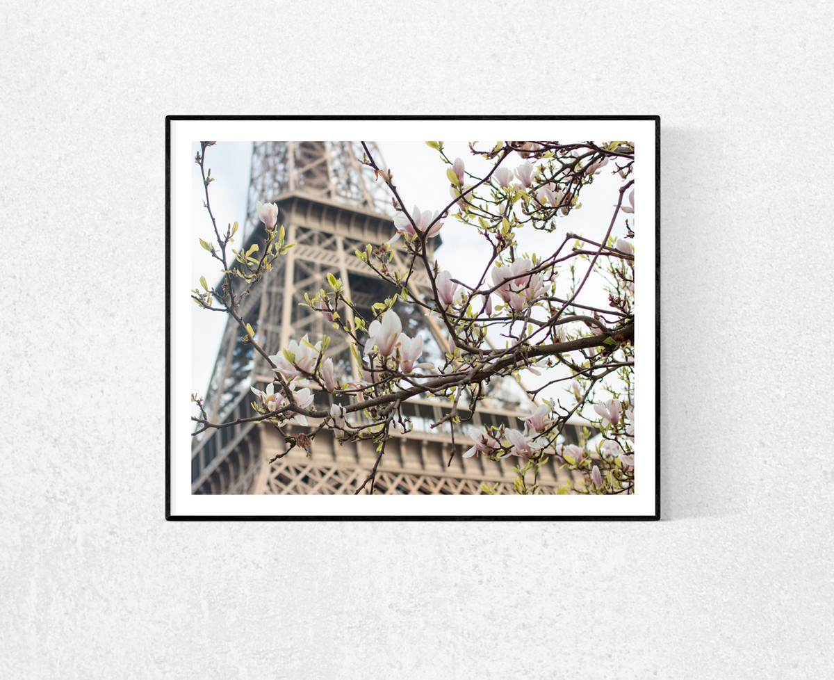 Eiffel Tower in Bloom with Magnolias - Every Day Paris 