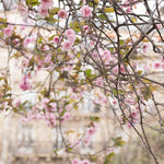 Left Bank Cherry Blossom Season in Paris - Every Day Paris 