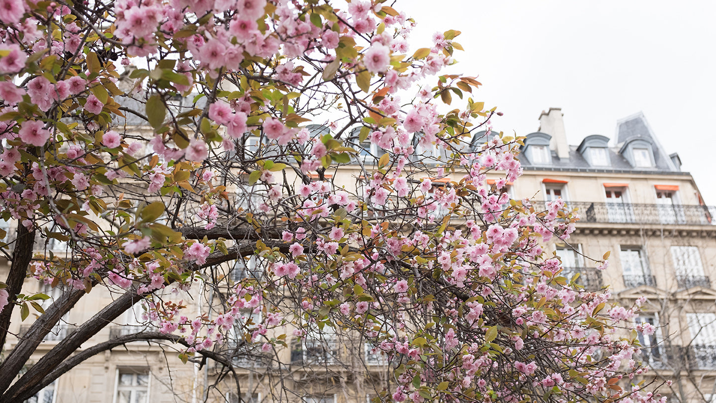 Left Bank Blossom Season in Paris - Every Day Paris 
