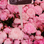Fragrant Pink Peonies in The South of France - Every Day Paris 