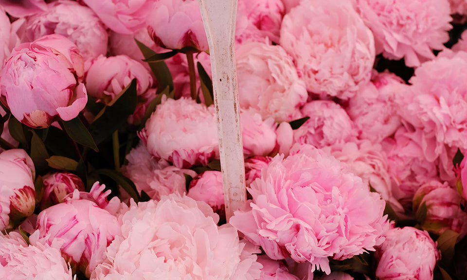 Fragrant Pink Peonies in The South of France - Every Day Paris 
