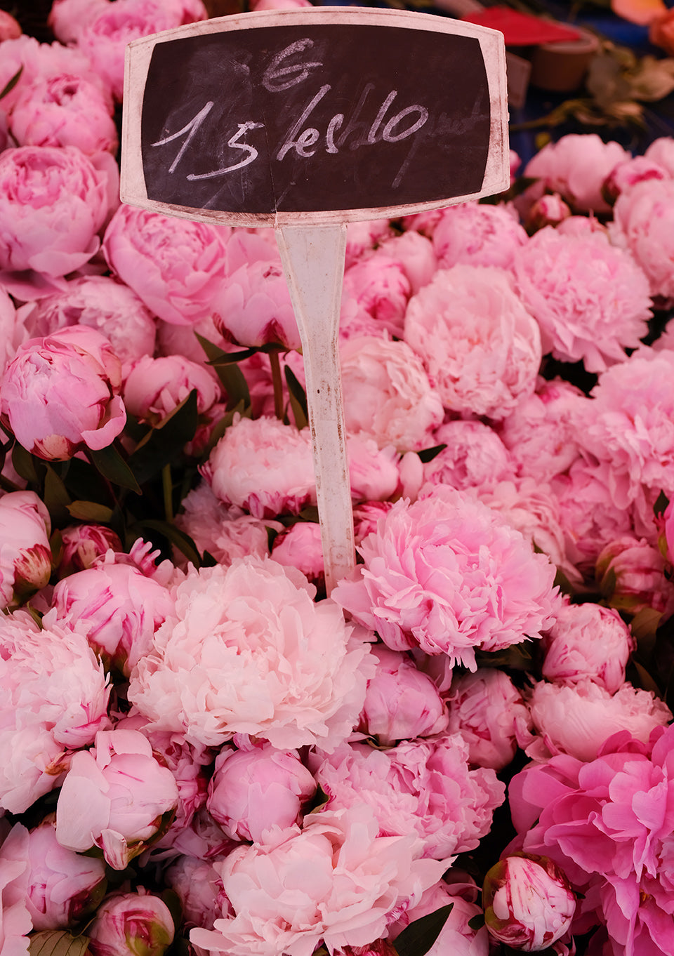 Fragrant Pink Peonies in The South of France - Every Day Paris 