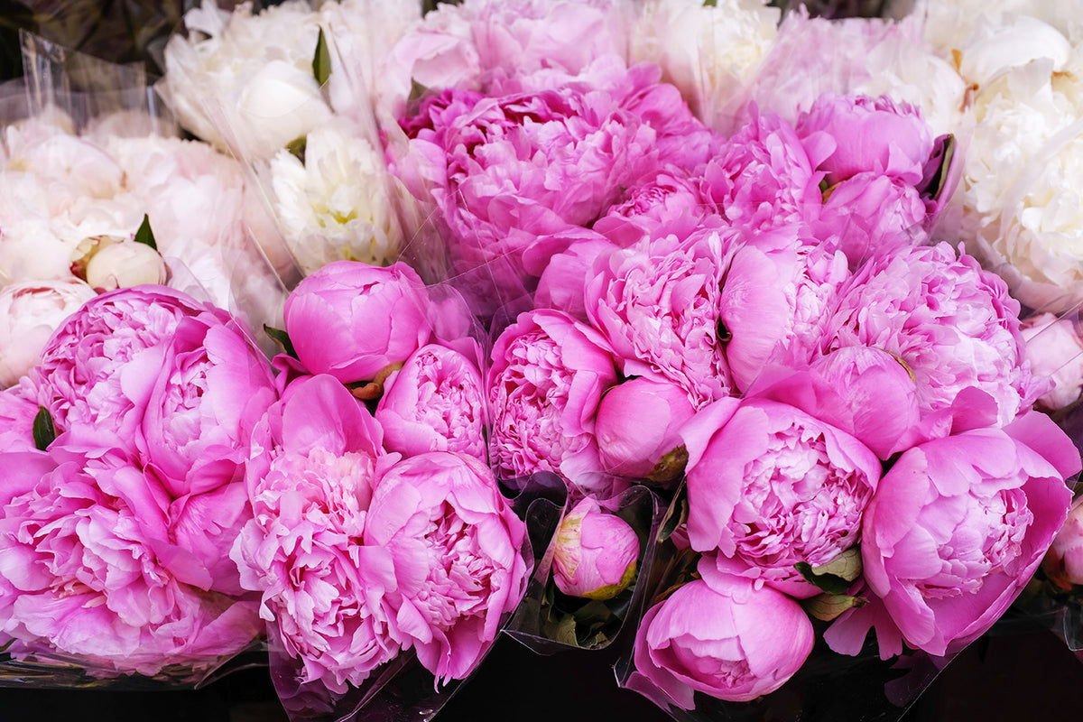 French Pink Peonies