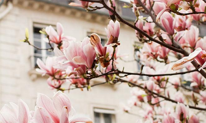 Magnolia Trees in Bloom - Every Day Paris 