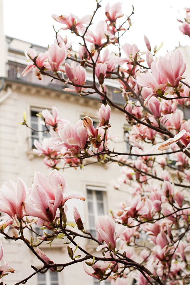 Magnolia Trees in Bloom - Every Day Paris 