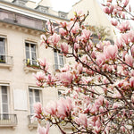 Pink Magnolia Trees in Paris - Every Day Paris 