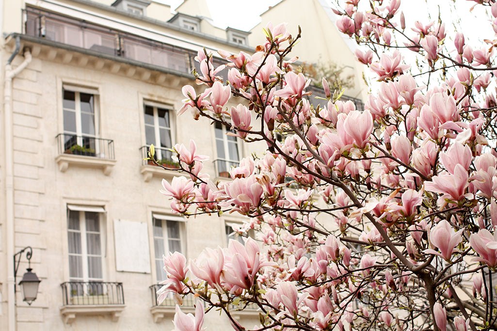 Pink Magnolia Trees in Paris - Every Day Paris 