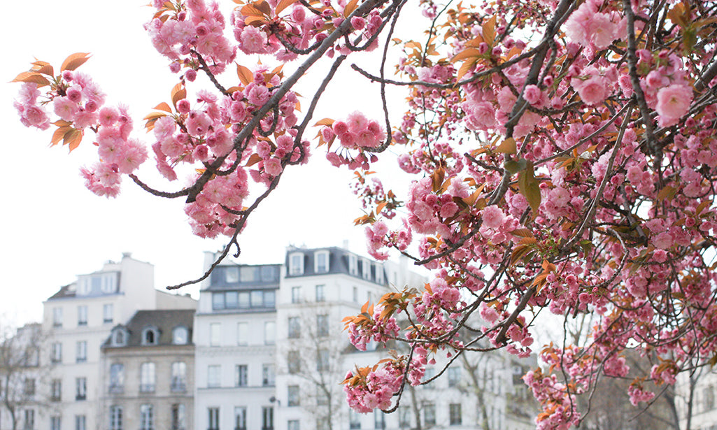 Seine Cherry Blossoms in Bloom - Every Day Paris 