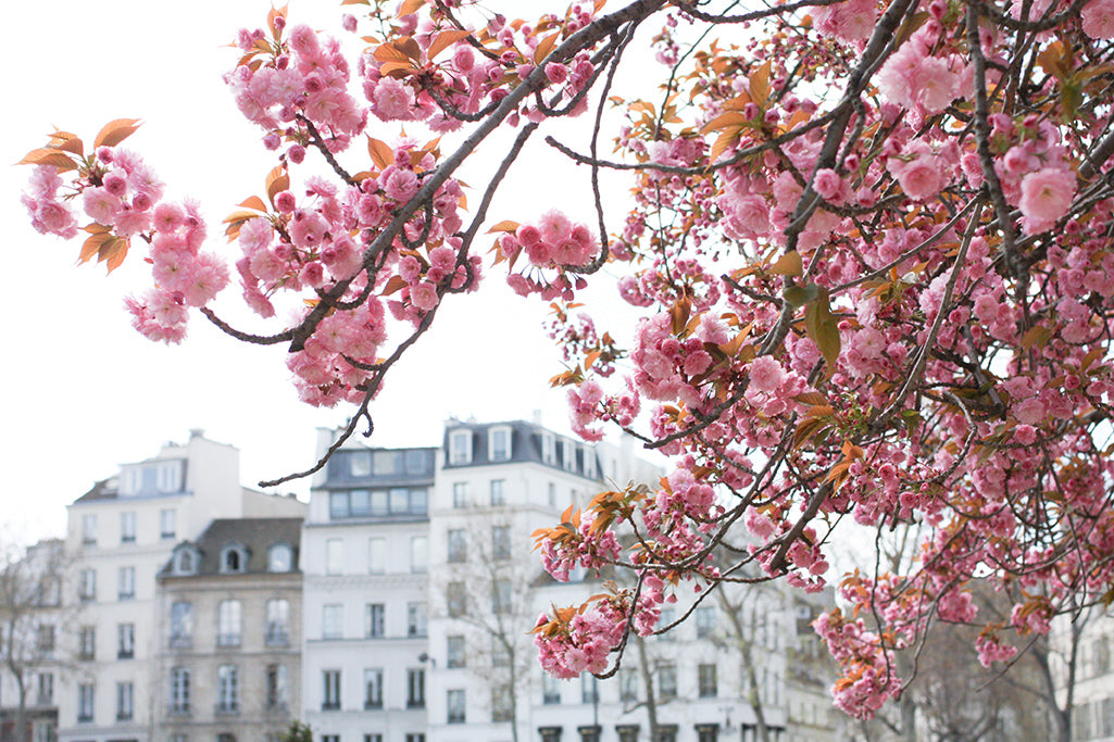 Seine Cherry Blossoms in Bloom - Every Day Paris 
