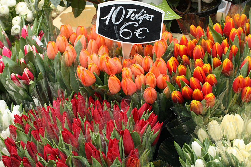 Bastille Market Spring Tulips