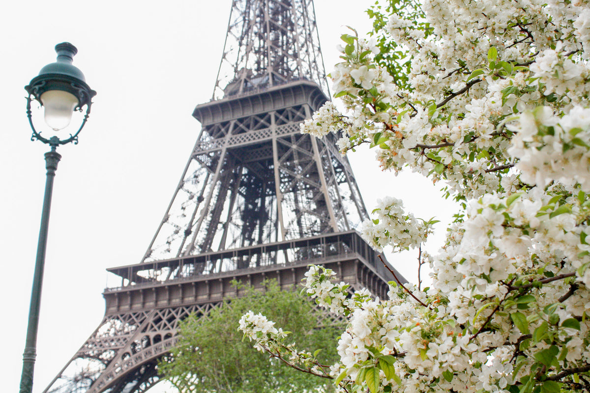 Printemps Blossoms Paris