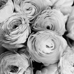Black and White Ranunculus - Every Day Paris 