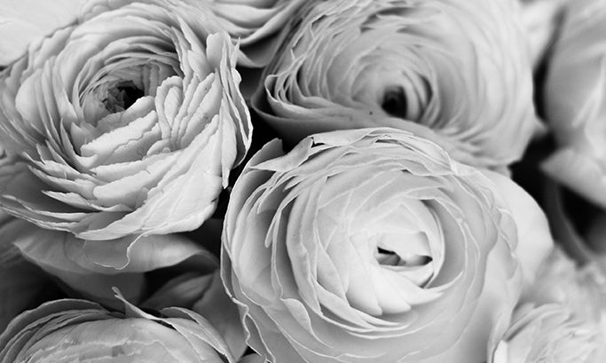 Black and White Ranunculus - Every Day Paris 