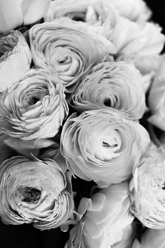 Black and White Ranunculus - Every Day Paris 