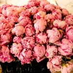 Summer Fragrant Pink Peonies in Southern France - Every Day Paris 