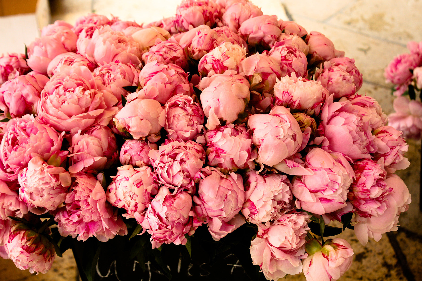 Summer Fragrant Pink Peonies in Southern France - Every Day Paris 